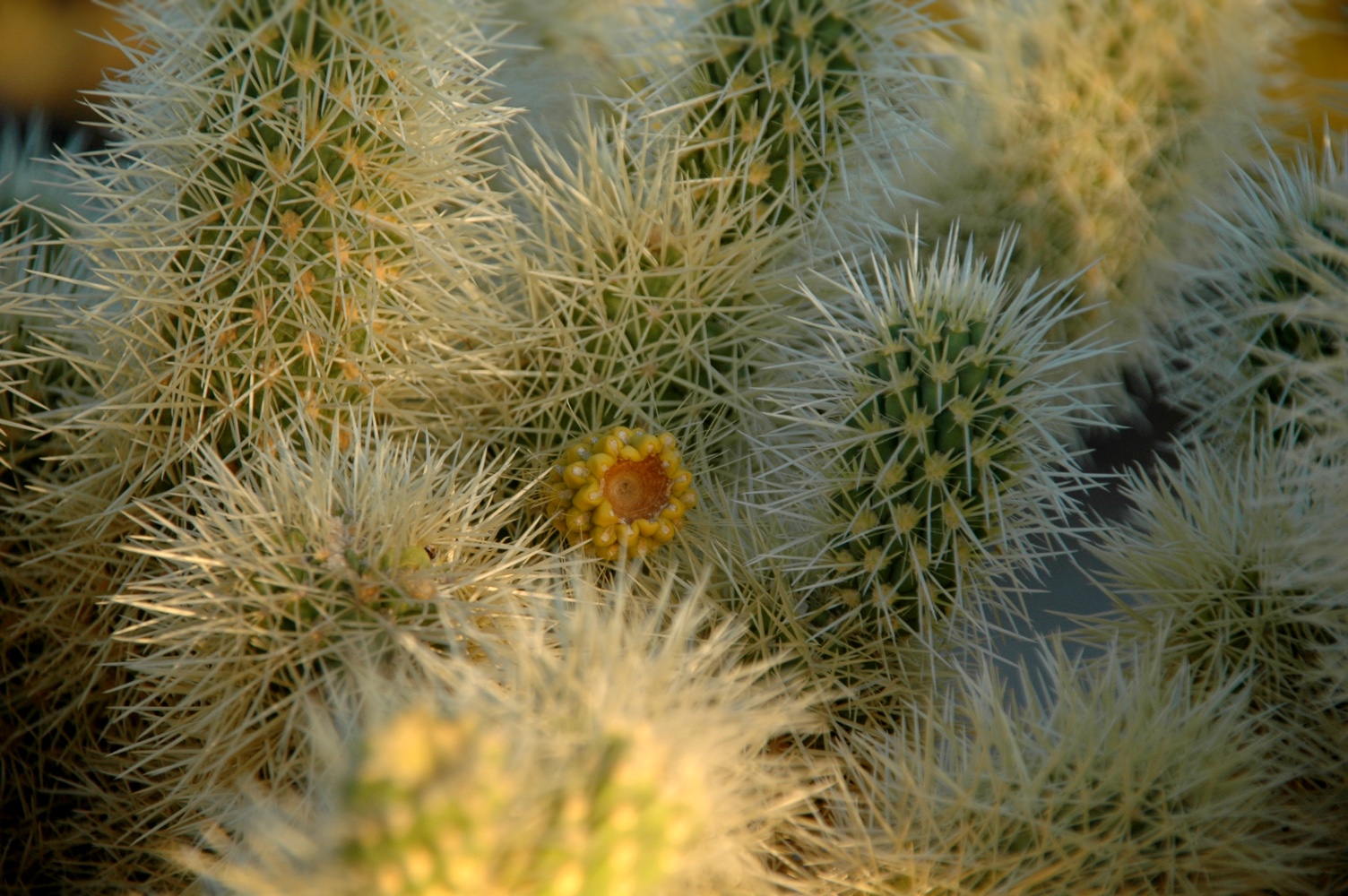 DSC_9564