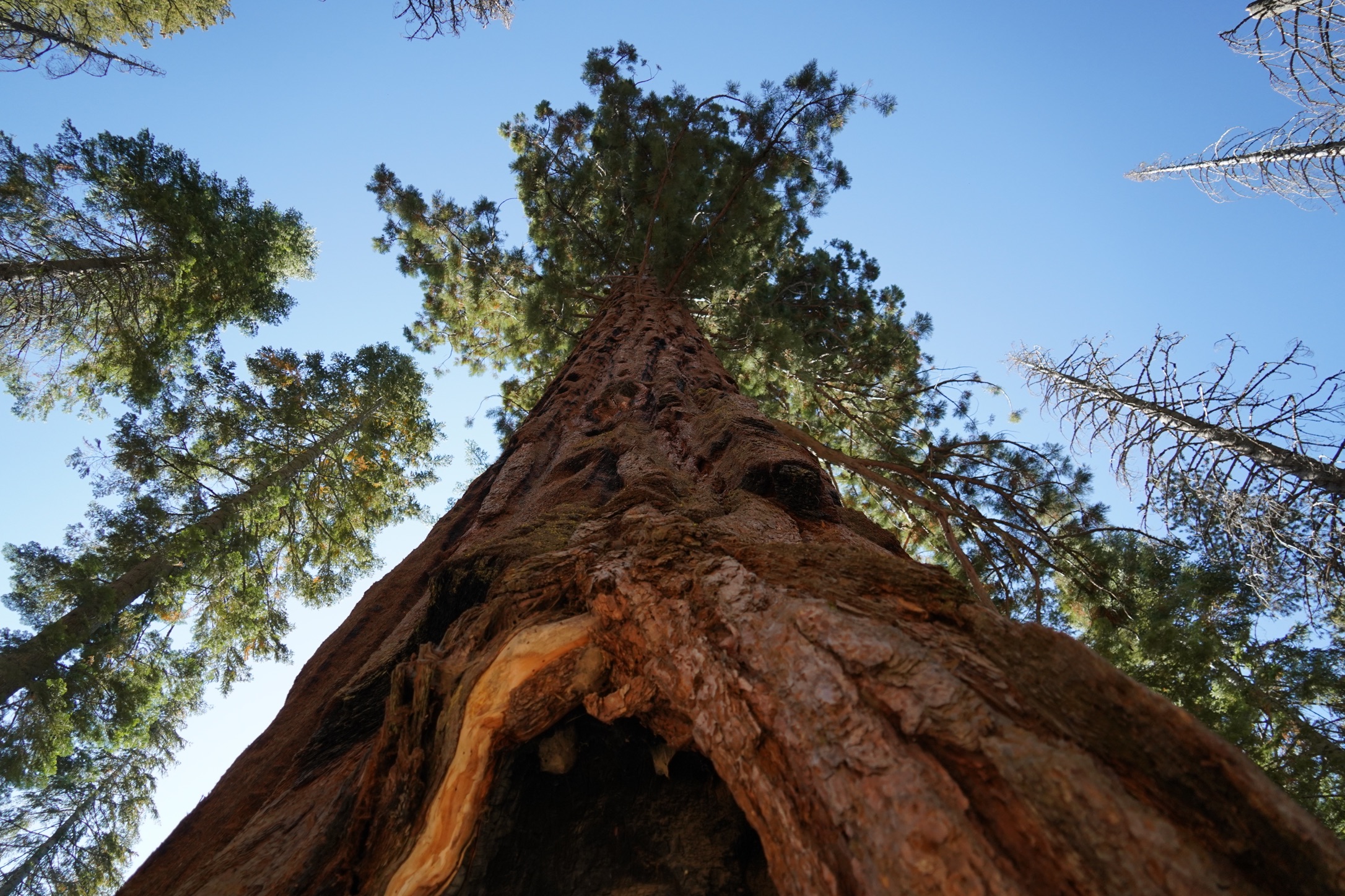 Frizzly Giant, Mariposa Grove